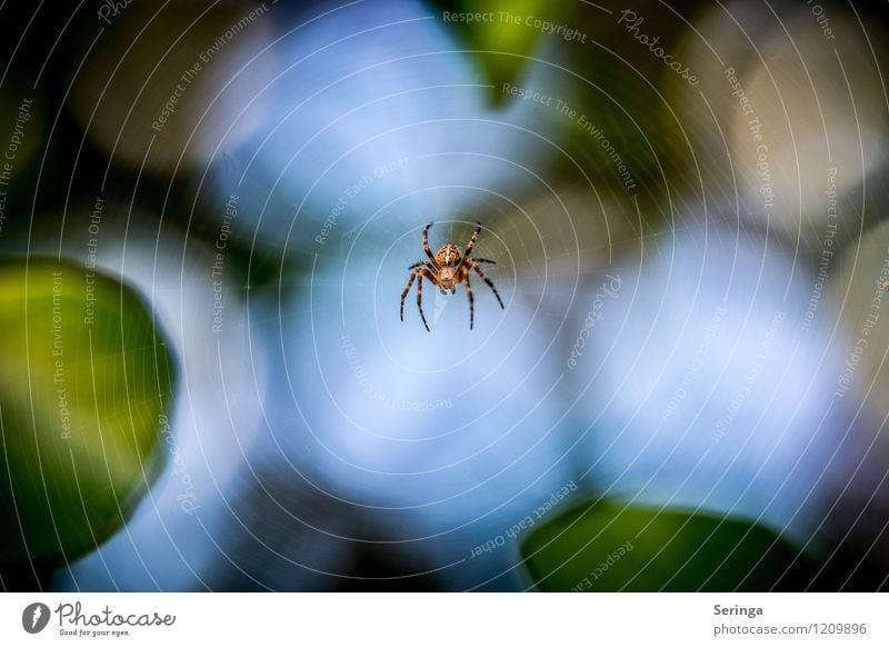 Im Netz der Spinne Umwelt Natur Landschaft Pflanze Tier Himmel nur Himmel Wolkenloser Himmel Sonne Frühling Sommer Herbst Baum Blume Gras Sträucher Moos Rose