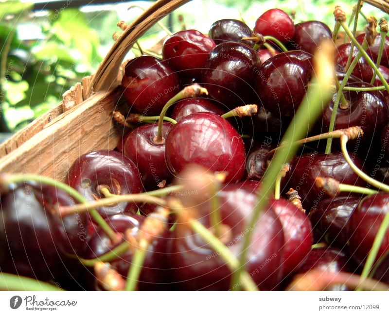 cHeRRys Kirsche rot lecker fruchtig Geschmackssinn süß saftig Fruchtzucker frisch Natur Gesundheit Sommer Kindheitserinnerung kirschen aus omas garten Garten