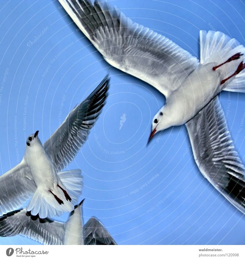 Möwen Lachmöwe Vogel Meer Strand Möve Himmel Luftverkehr fliegen Flügel Feder