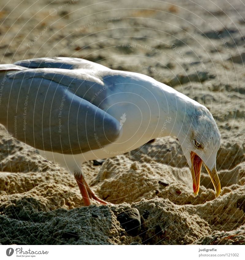 Ärgernis Möwe Silbermöwe Strand Vogel Schnabel Feder laut Tier Küste Meer See Farbe Sand Ostsee Konflikt & Streit Natur Leben