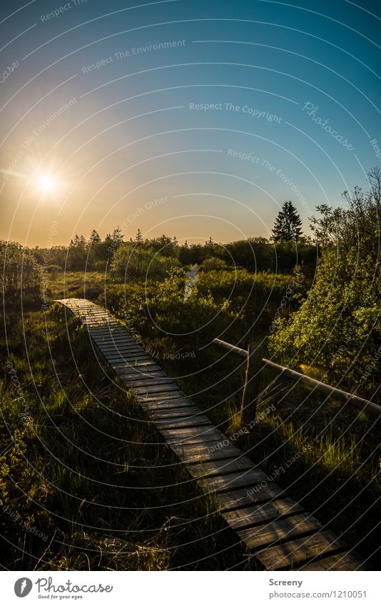 Light will guide me... Ferien & Urlaub & Reisen Tourismus Ausflug wandern Natur Landschaft Pflanze Himmel Wolkenloser Himmel Sonne Sonnenaufgang Sonnenuntergang