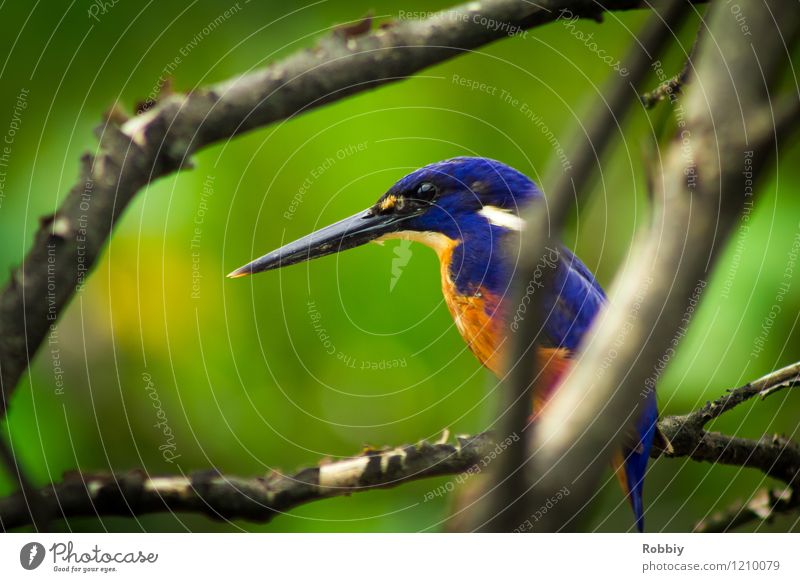 Long live the King(fisher)! Safari Expedition Ast Urwald Australien Tier Wildtier Vogel Eisvögel 1 sitzen exotisch natürlich schön ästhetisch einzigartig