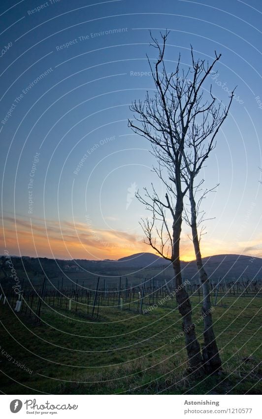 Zwillinge beobachten den Sonnenuntergang Umwelt Natur Landschaft Pflanze Luft Himmel Horizont Sonnenaufgang Sonnenlicht Frühling Wetter Schönes Wetter Baum Gras