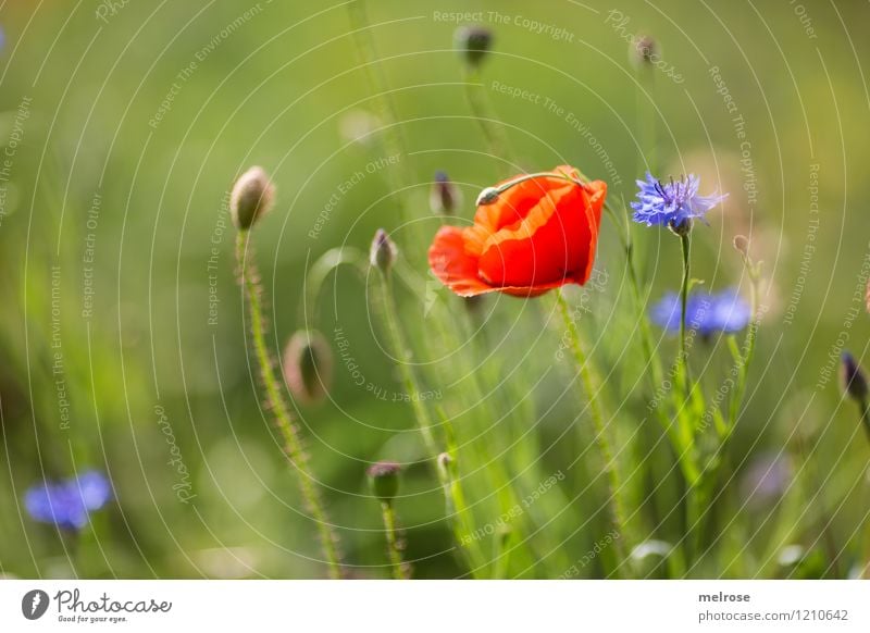 Mohn und Kornblume elegant Stil Natur Pflanze Sommer Schönes Wetter Blume Blüte Wildpflanze Mohnblumen Klatschmohn Blütenblatt Blütenknospen Wiese Rauschmittel