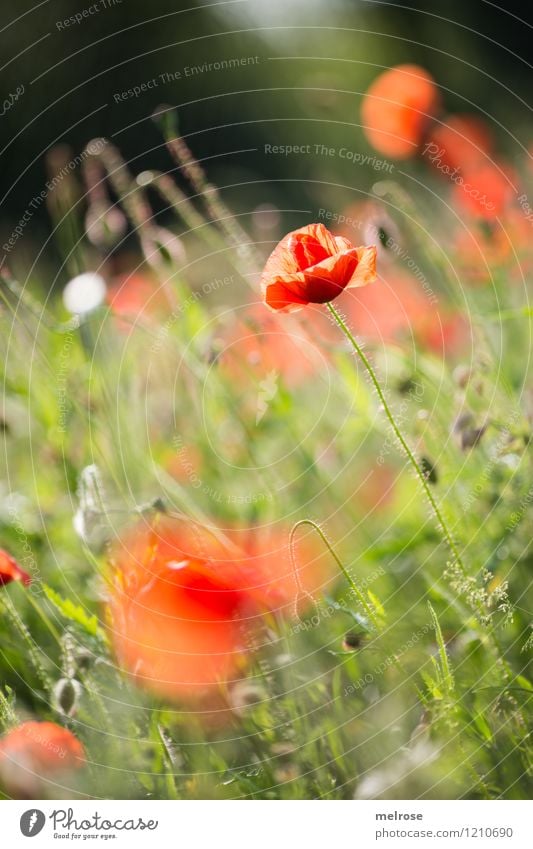 Dienstags-MOHN Mohn elegant Stil Pflanze Sommer Schönes Wetter Blume Blüte Wildpflanze Mohnblüte Mohnfeld Klatschmohn Mohnblatt Garten Drogensucht Rauschmittel