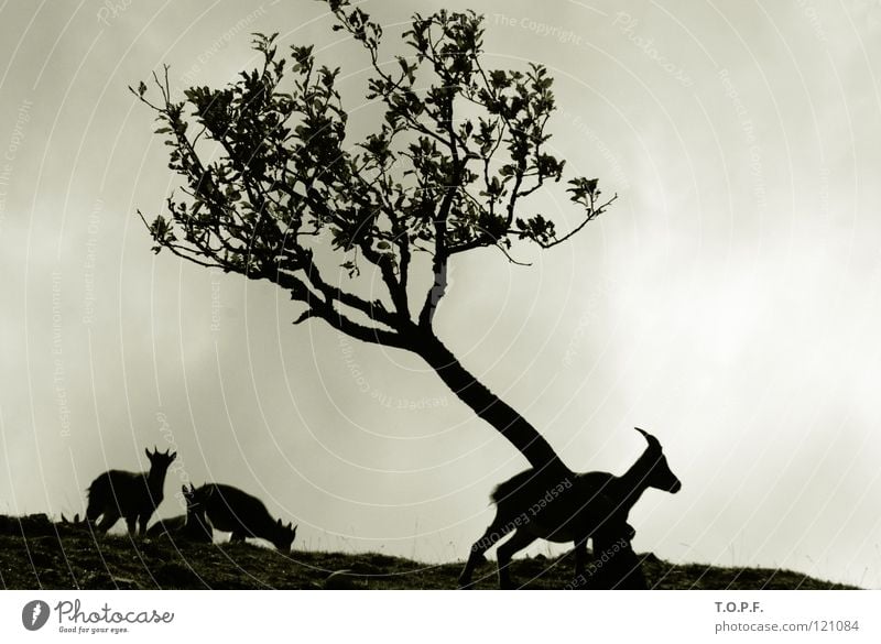 Steinbock-Familie Bock Tier Horn Ziegen Schweiz Baum Silhouette Schwarzweißfoto Säugetier Natur Jura Creux du Van Wind