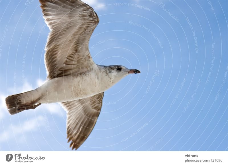 flying seagull Himmel sky bird beech maples wings siring clouds