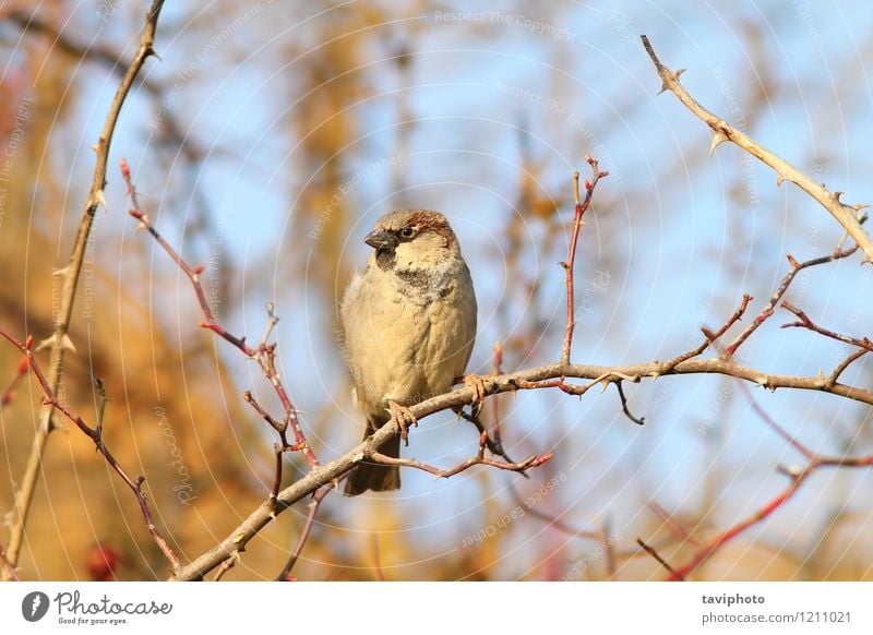 männlicher Haussperling auf Zweig Mann Erwachsene Umwelt Natur Tier Baum Vogel beobachten sitzen hell klein niedlich wild braun Spatz domesticus Vorübergehender