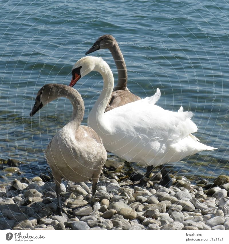 Familienausflug Schwan Vogel See weiß grau Wellen Strand schön stehen Richtung Wasser Bodensee Stein blau Wetter Blick