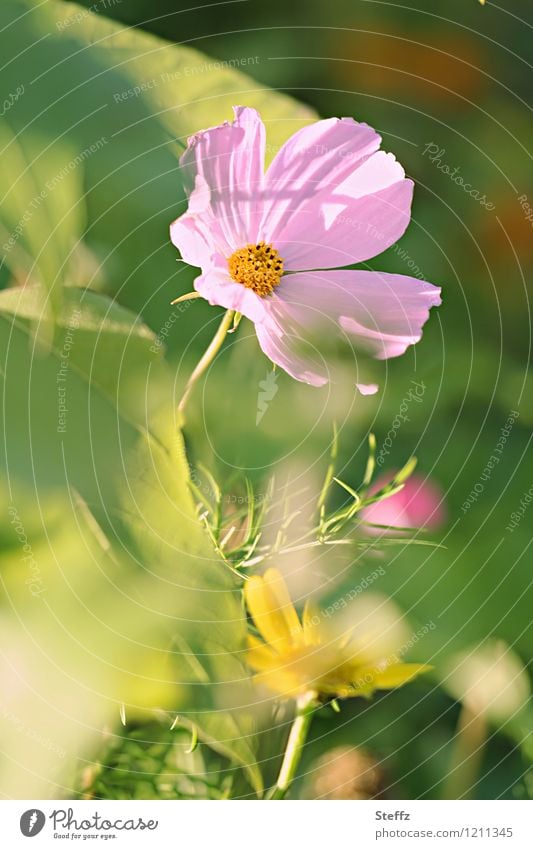 Schmuckkörbchen in den letzten sonnigen Tagen Cosmeablüte Cosmea bipinnata alles blüht Gartenfreude Blütezeit letzte sonnige Tage September Septemberwetter