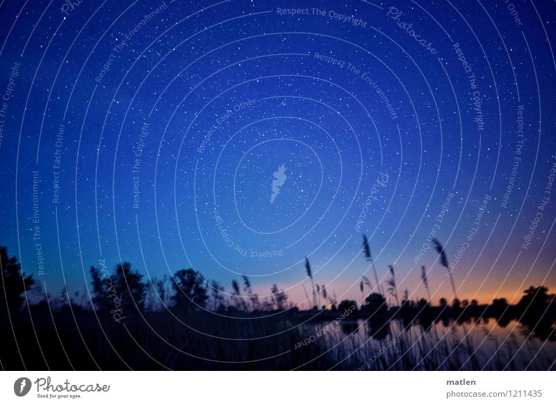 sternklare Nacht Natur Landschaft Pflanze Himmel Wolkenloser Himmel Nachthimmel Stern Horizont Wetter Schönes Wetter Baum Gras Sträucher Küste Seeufer Moor