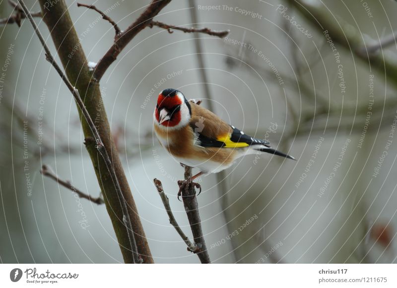 Farbenfroher Winter Natur Schneefall Baum Garten Tier Wildtier Vogel 1 beobachten Blick sitzen natürlich Frühlingsgefühle Farbfoto Außenaufnahme Nahaufnahme