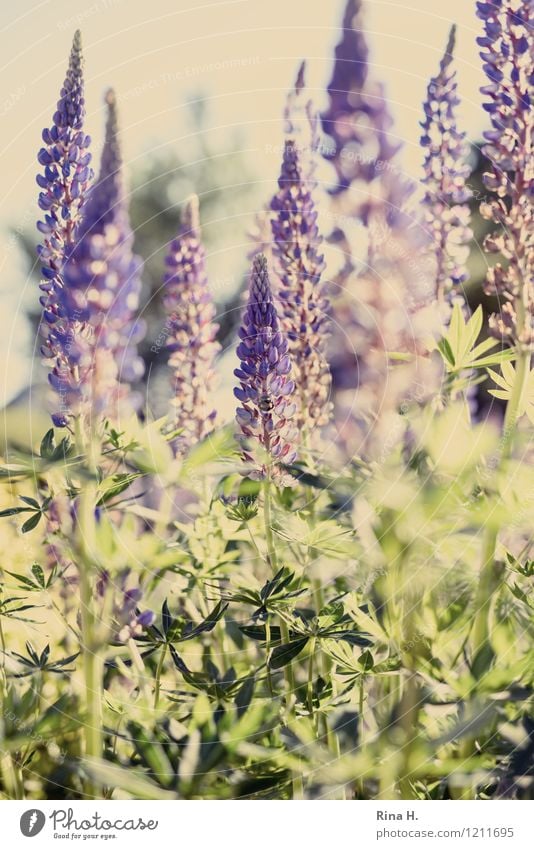 Lupinen Garten Natur Pflanze Sommer Schönes Wetter Blume Blühend natürlich Lupinenblüte Romantik Farbfoto Menschenleer Schwache Tiefenschärfe