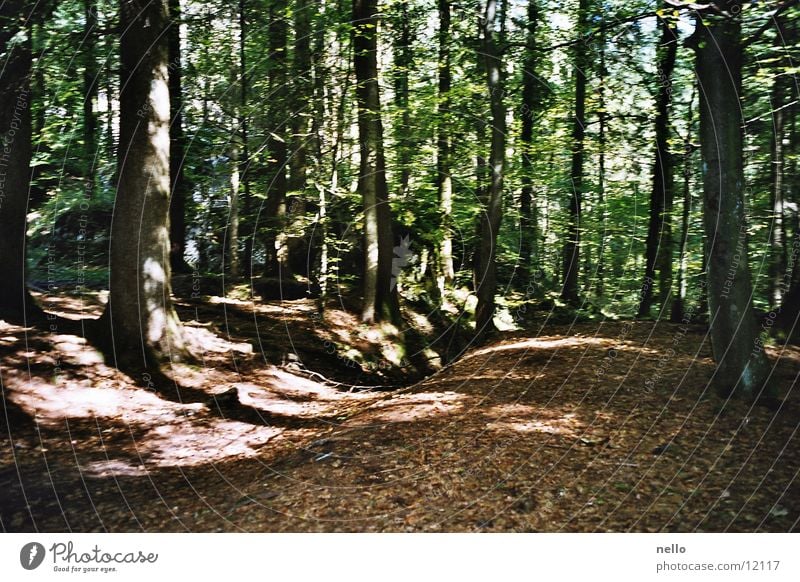 Licht und Schatten Wald Herbst Berge u. Gebirge Sonne Tiroler Berge