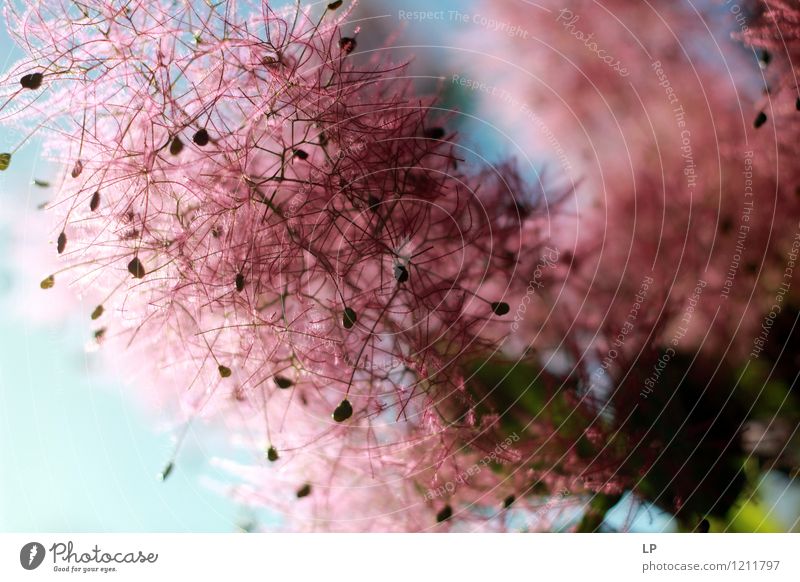 rosa Zahnseide Umwelt Natur Pflanze Urelemente Luft Himmel Blume Sträucher Wildpflanze exotisch frisch niedlich Originalität positiv grau violett Zufriedenheit