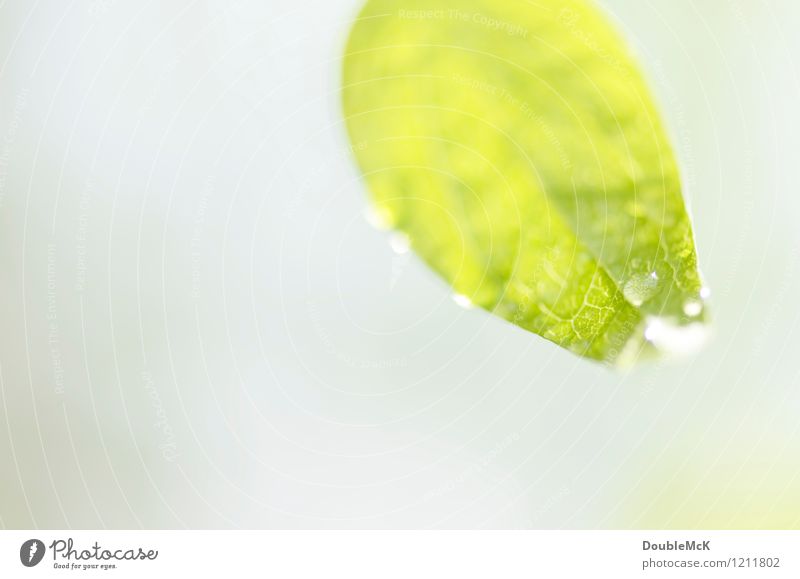 Grünes Blatt mit Wassertropfen Umwelt Natur Pflanze Schönes Wetter Blühend hängen leuchten frisch hell natürlich grau grün weiß geduldig ruhig Leben