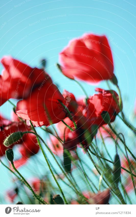 lehnend Umwelt Natur Landschaft Pflanze Urelemente Luft Wolkenloser Himmel Frühling Sommer Klima Schönes Wetter Garten Park Wiese Feld einfach glänzend Glück