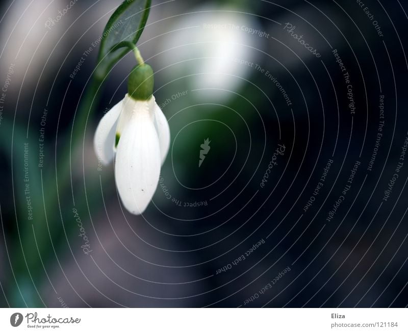 Vorbote Schneeglöckchen Frühling Blume kalt Februar März zart klein grün Stengel Blütenblatt weiß rein verwundbar violett Blühend Natur