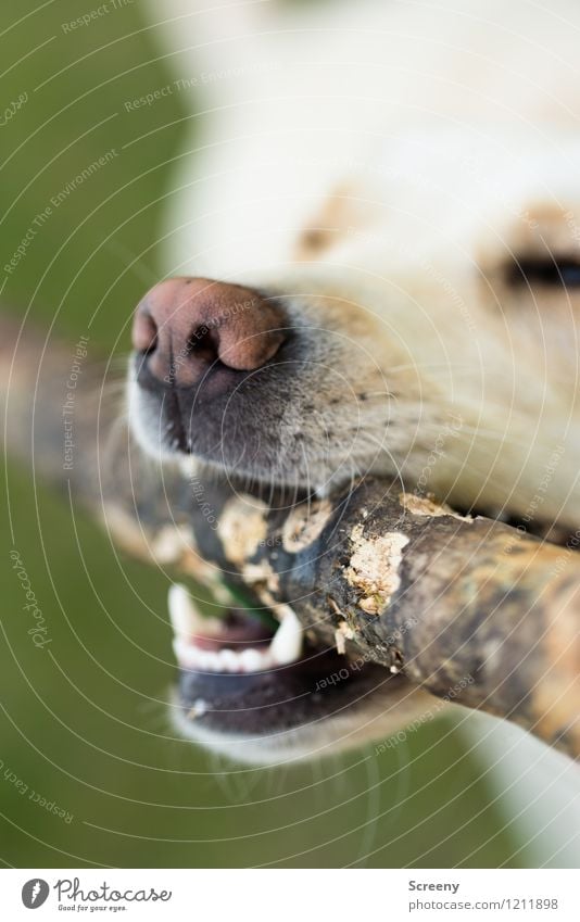 Grrrrrrr..... Natur Tier Haustier Hund 1 Holz Spielen wild Freude Kraft Tierliebe Biss bissig beißen Stock Labrador Nase Gebiss Farbfoto Außenaufnahme