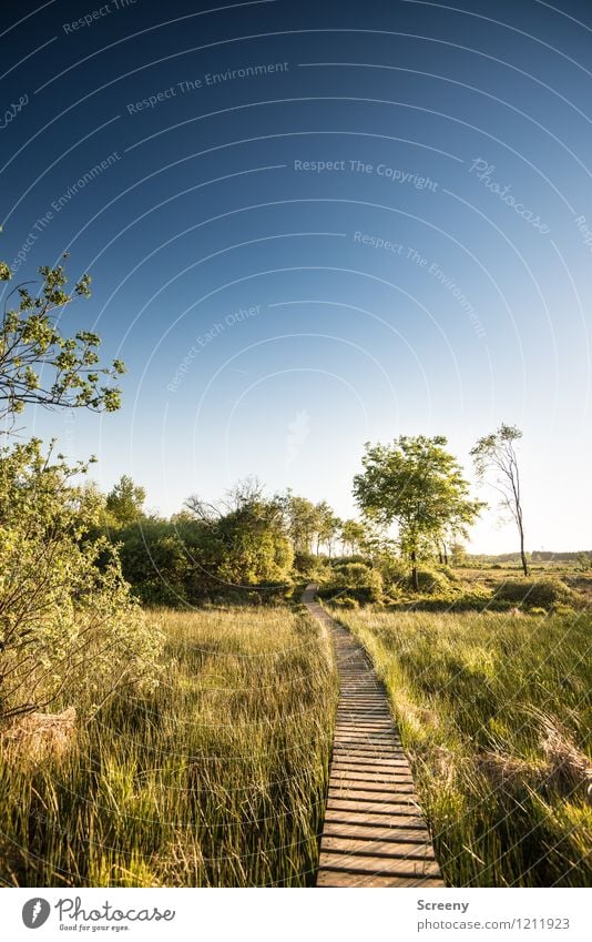 Pfad durch das Moor... Natur Landschaft Pflanze Himmel Wolkenloser Himmel Horizont Sonnenlicht Frühling Sommer Schönes Wetter Baum Gras Sträucher Wiese