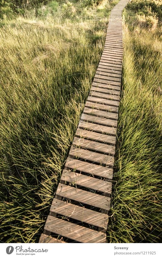 Da lang... Ferien & Urlaub & Reisen Tourismus Ausflug wandern Natur Landschaft Pflanze Frühling Sommer Schönes Wetter Gras Sträucher Wiese Hohes Venn Holz braun