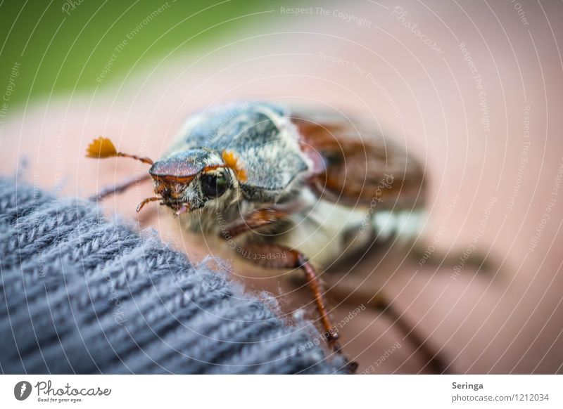 Maikäfer Natur Tier Sommer Herbst Wildtier Käfer Tiergesicht Flügel 1 fliegen Außenaufnahme Nahaufnahme Detailaufnahme Makroaufnahme Tag Licht Schatten Kontrast