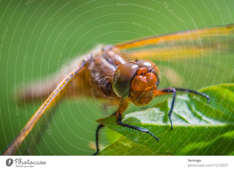 Küss mich oder vergiss mich Garten Park Wiese Feld Wald Tier Nutztier Wildtier Fliege Biene Schmetterling Käfer Tiergesicht 1 Schwimmen & Baden fliegen hängen