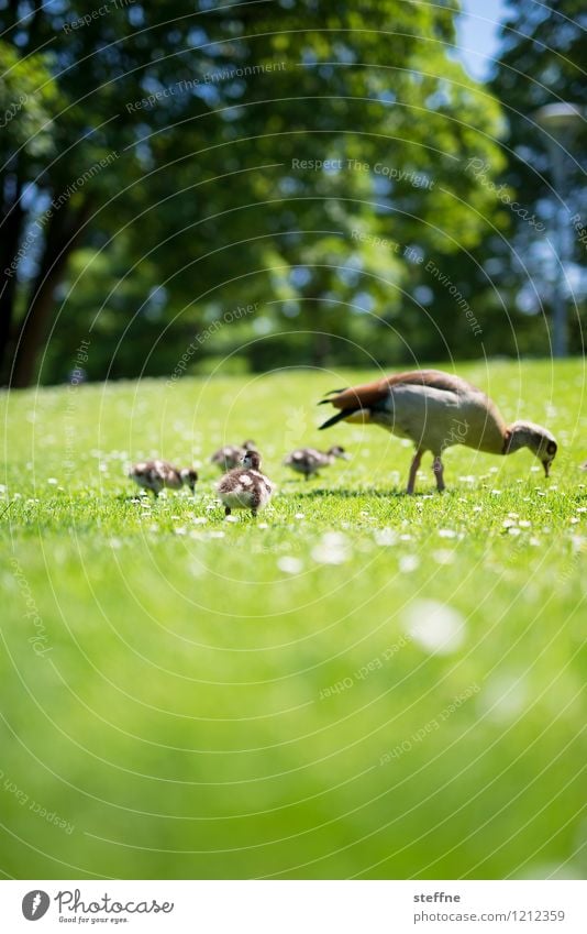 Tierisch gut: Gans in Familie Wildtier Vogel Tiergruppe Tierfamilie niedlich grün Küken Wiese Frühling Schönes Wetter Farbfoto Menschenleer Textfreiraum unten