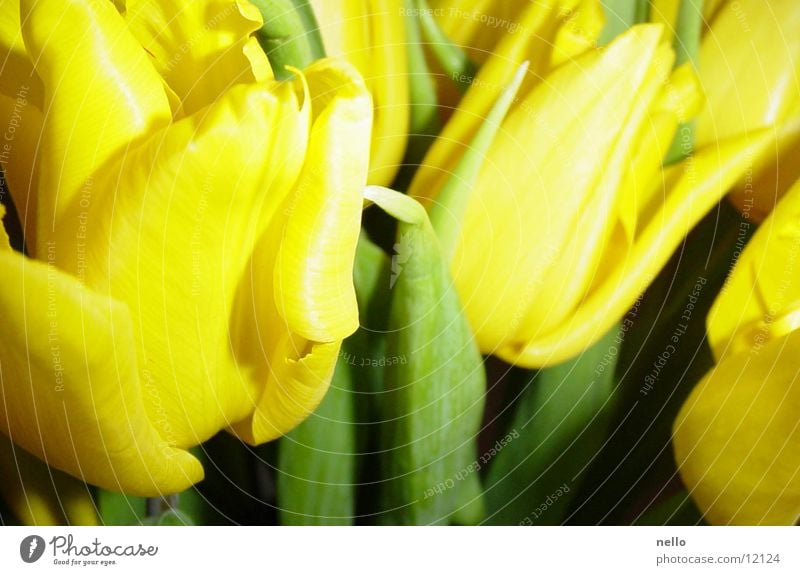 Frühling2 Tulpe sattes Gelb und Grün