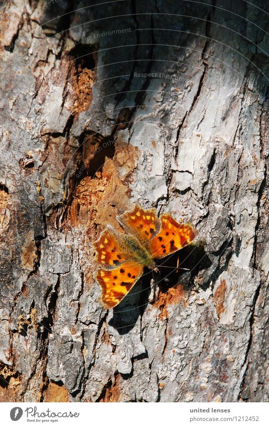 DR# Schmetterling Kunst Umwelt Natur ästhetisch Zufriedenheit Baumstamm Baumrinde Insekt Umweltschutz Naturschutzgebiet braun fliegen Detailaufnahme