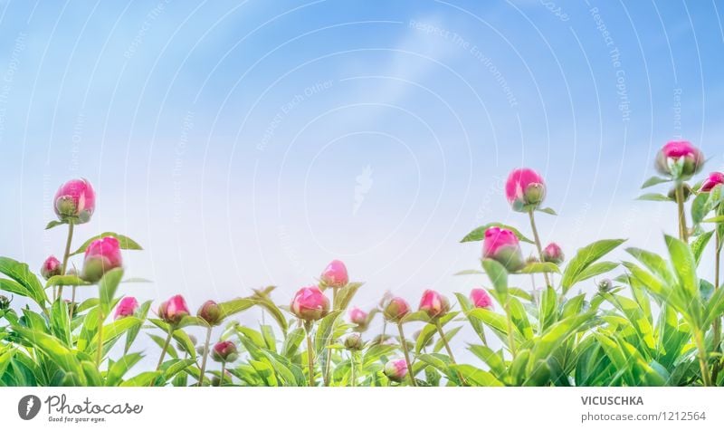 Pfingstrosen Panorama Sommer Garten Natur Pflanze Himmel Frühling Schönes Wetter Blume Blatt Blüte Park gelb rosa Design Stil Hintergrundbild ornamental Website