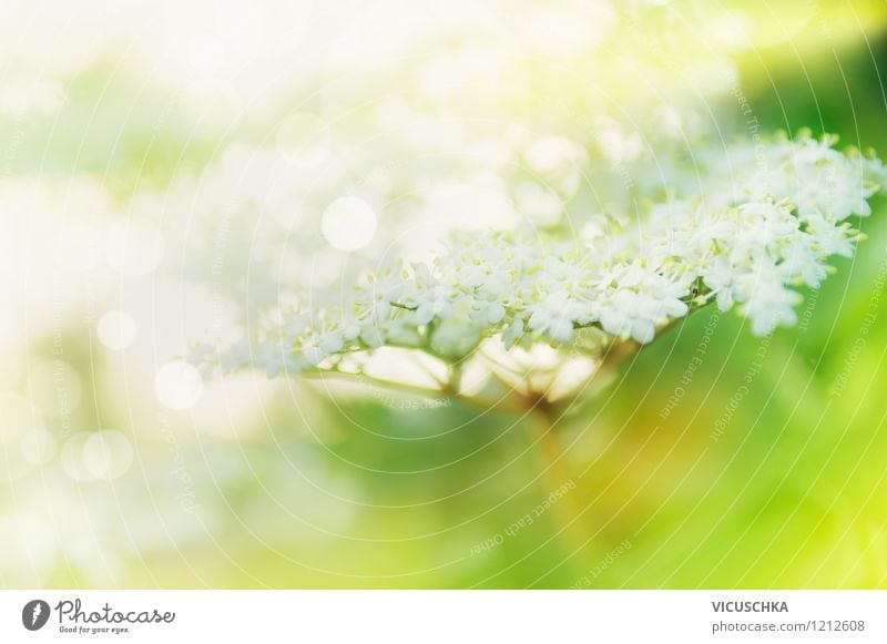 Feine Holunderblüten im Garten Design Alternativmedizin Gesunde Ernährung Leben Natur Pflanze Sonnenlicht Frühling Sommer Blume Blatt Blüte Park Duft