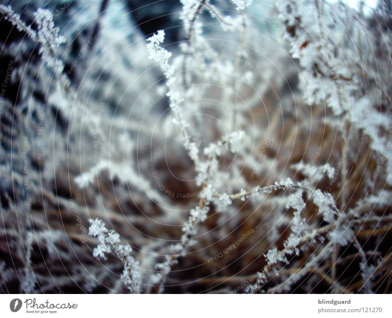 Tender Winter Schneekristall Eiskristall Lebensbaum grün kalt dunkel Makroaufnahme Baum erfrieren gefroren zart zerbrechlich unterkühlt fein weiß Dezember