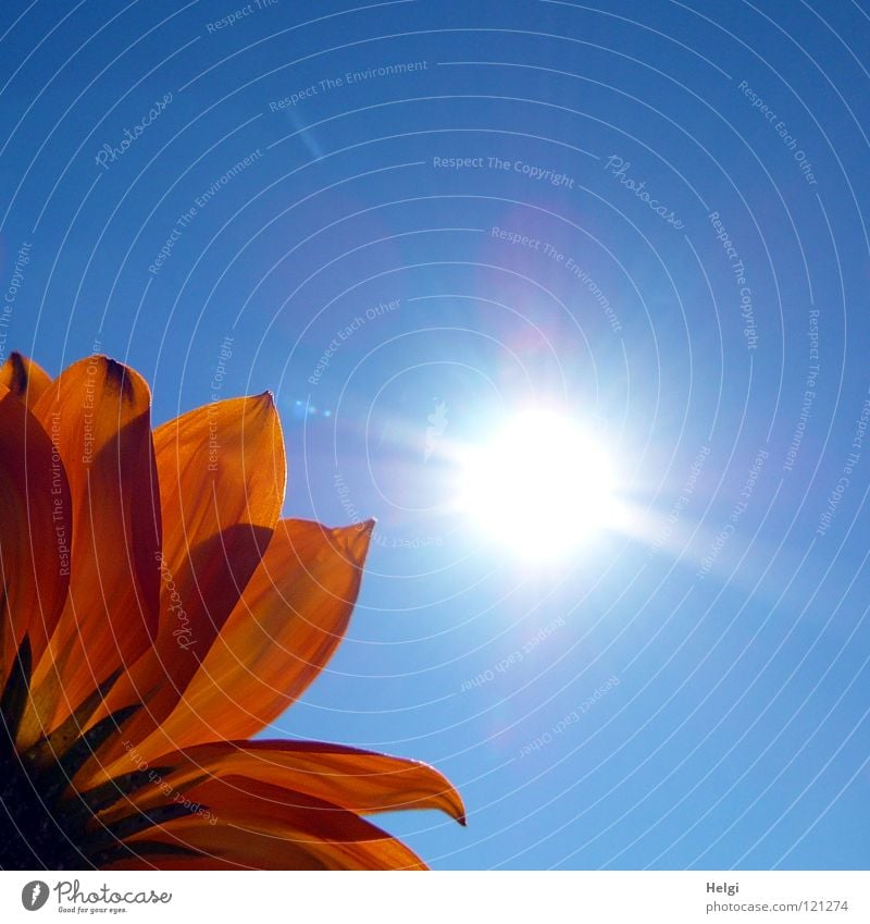 Blütenblätter einer gelben Blüte im Gegenlicht vor blauemn Himmel mit Sonne Blume Blühend Blütenblatt Pflanze Licht Sonnenlicht Beleuchtung Mittagsblumen