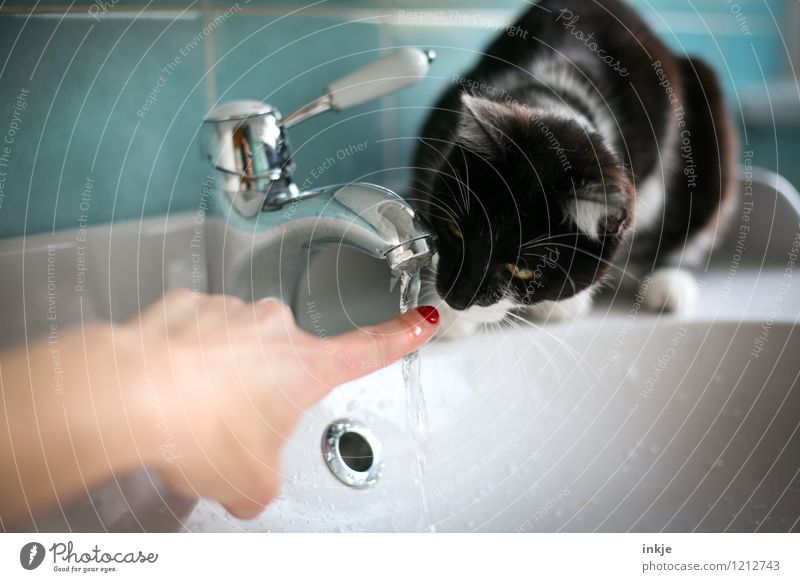 Katzenleben - schnüffeln Lifestyle Freude Freizeit & Hobby Häusliches Leben Bad Frau Erwachsene Finger 1 Mensch Haustier Tier Tierjunges Wasserhahn Waschtisch