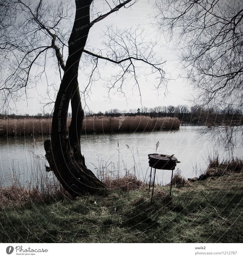 Restposten Umwelt Natur Landschaft Wasser Himmel Horizont Schönes Wetter Baum Gras Sträucher Riedgras Zweige u. Äste karg Küste Seeufer Müllbehälter Papierkorb