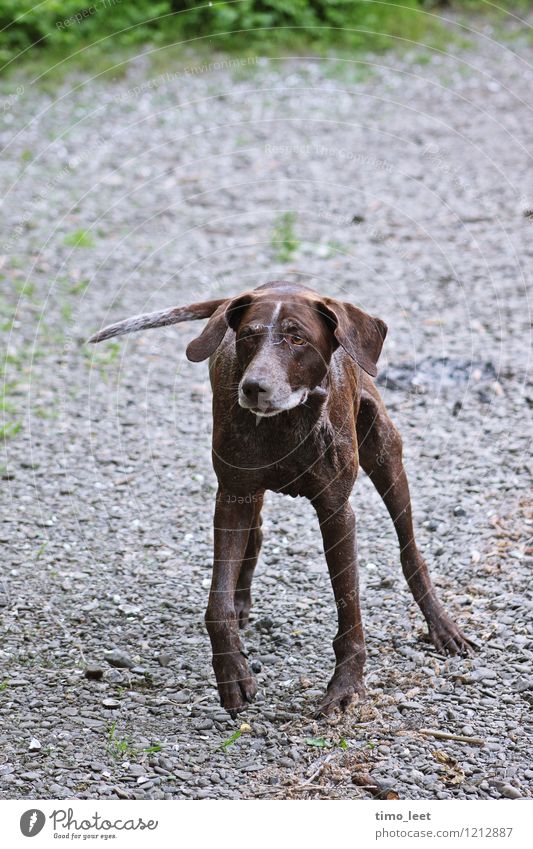 Happy Dance Tier Haustier Hund Fell 1 Stein Tanzen Fröhlichkeit Glück nass niedlich Freude Lebensfreude Farbfoto Außenaufnahme Tag Tierporträt Wegsehen