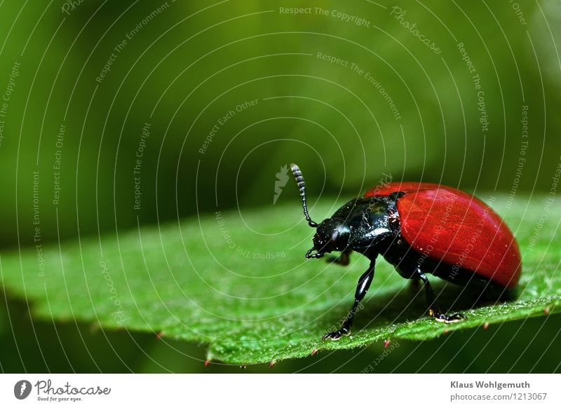 Pappelblattkäfer bei der Körperpflege. Umwelt Natur Tier Sommer Pflanze Park Wald Käfer Flügel Kerf 1 sitzen grün rot schwarz Reinigen Farbfoto Außenaufnahme