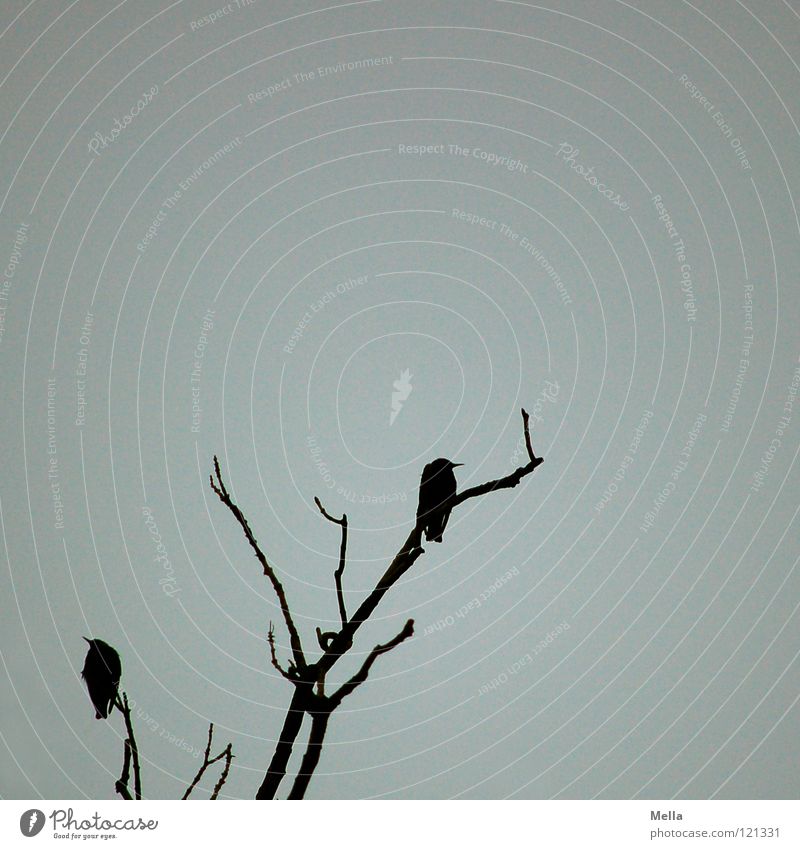 Sie warten Vogel Baum Baumkrone hocken bewegungslos bedrohlich dunkel unheimlich leer schwarz Feder Schnabel Tod Trauer kalt Winter grau Verzweiflung