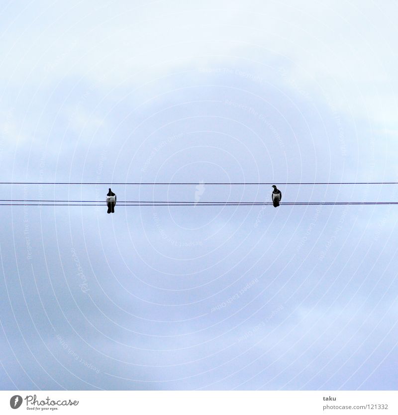 DISTANCE Vogel Lücke Nachmittag Wolken Besucher Neuseeland birds wilde tauben distance annäherung blick nach links Kabel Himmel blau damon melissa Aussicht