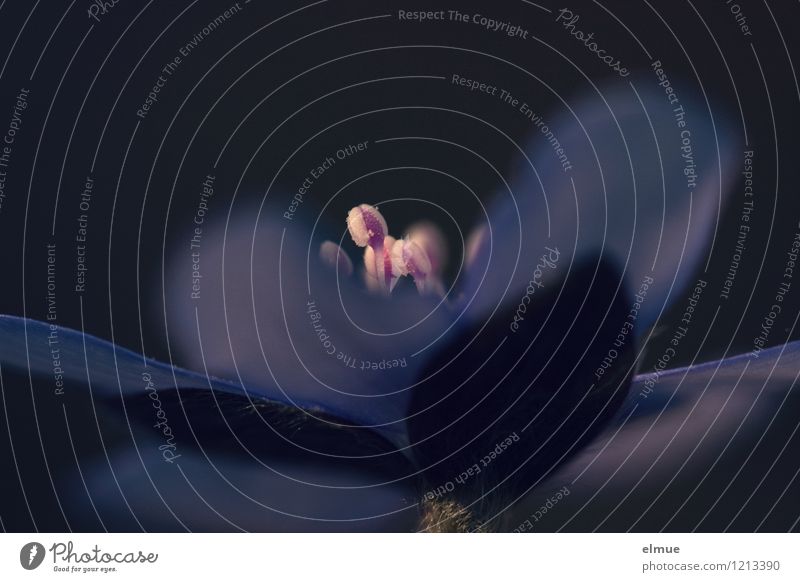 Das Geheimnis des Leberblümchens Natur Pflanze Frühling Blüte Blütenstempel dunkel Erotik blau violett Frühlingsgefühle Romantik Begierde Neugier Sehnsucht