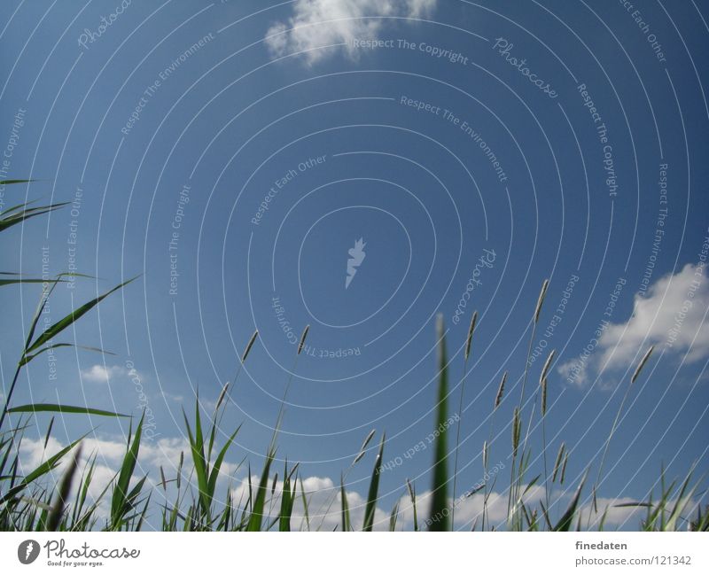 Himmel Freiheit Sommer Gras positiv blau Farbfoto Außenaufnahme Menschenleer Textfreiraum oben Tag Froschperspektive himmelwärts Schilfrohr Blauer Himmel Halm