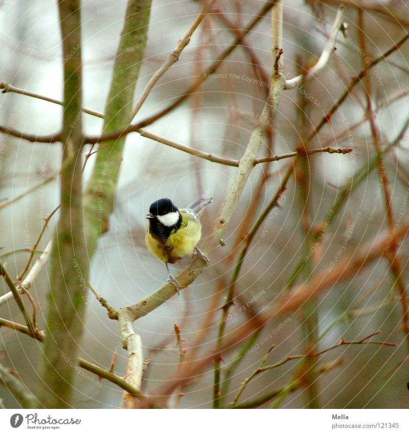 Meisenwinter III Vogel Sträucher Geäst Unterholz hocken Anspannung Kontrolle leer laublos Winter kalt gelb Kohlmeise Ornithologie Ast Zweig sitzen Blick blau