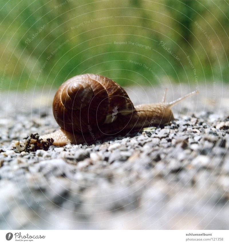 Weg Weinberg krabbeln schleichen langsam anstrengen ruhig Fühler Wiese grün Ornament Schleim schleimig Kies Sommer Langeweile Konzentration Schnecke friedvoll