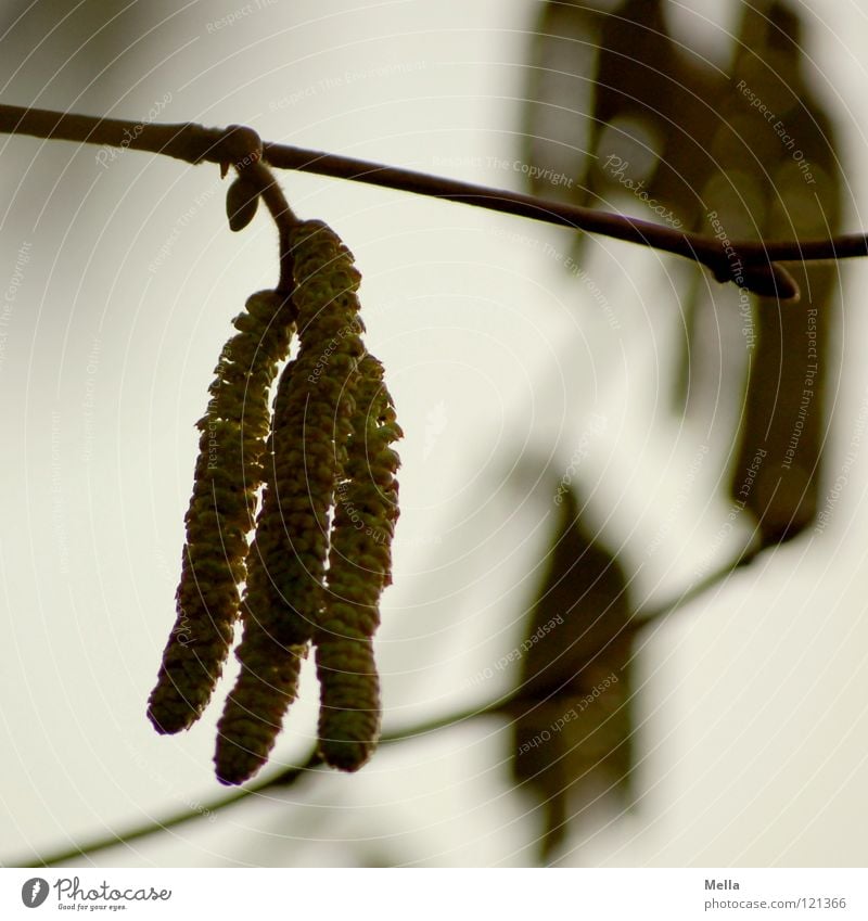 Hasel Haselnuss Blüte Sträucher Pflanze hängen grau grün trüb trist Gesundheit Pollen fliegen Luftnot Ast