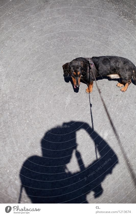 beidhändig Freizeit & Hobby Fotokamera Mensch maskulin Mann Erwachsene Leben 1 Schönes Wetter Tier Haustier Hund Dackel Hundeleine Tierliebe Fotografieren