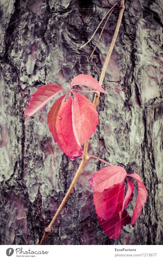 schäm dich! Umwelt Natur Pflanze Herbst Baum Blatt Wildpflanze Wald Holz natürlich braun rot Farbe Leben Tod Färbung Wein Wilder Wein wild Baumrinde Kiefer