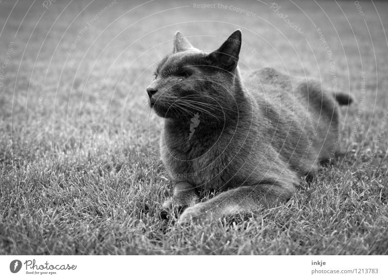 alter Kater Gras Rasen Garten Park Wiese Haustier Katze Tiergesicht Hauskatze 1 hocken liegen Gefühle Stimmung Schmerz verlieren fehlen Augenheilkunde Narbe