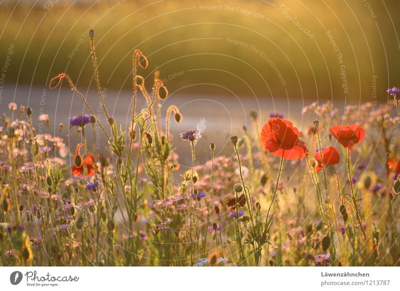 Auf der Verkehrsinsel I Umwelt Natur Pflanze Sommer Schönes Wetter Blume Blüte Mohn Kornblume Mohnblüte Blühend leuchten ästhetisch einfach Freundlichkeit