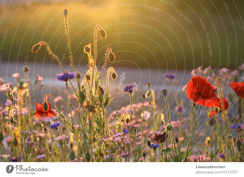 Auf der Verkehrsinsel II Umwelt Natur Sommer Schönes Wetter Pflanze Blume Blüte Mohnblüte Kornblume Blühend leuchten einfach Fröhlichkeit hell natürlich schön